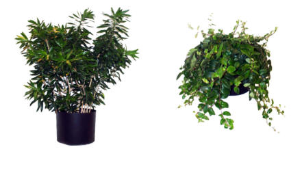 MEDIUM LIGHT OFFICE PLANTS