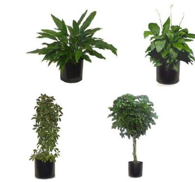 MEDIUM LIGHT OFFICE PLANTS