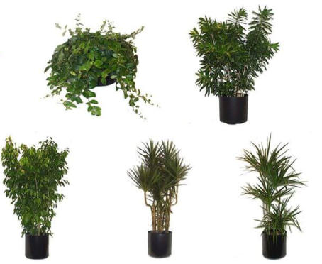 MEDIUM LIGHT OFFICE PLANTS