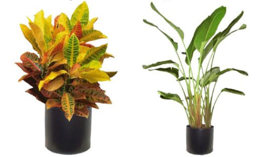 FULL LIGHTING OFFICE PLANTS
