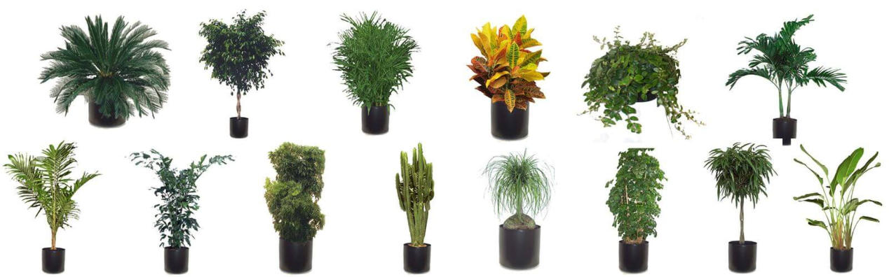 FULL LIGHTING OFFICE PLANTS