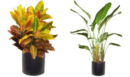 FULL LIGHTING OFFICE PLANTS