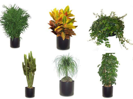 FULL LIGHTING OFFICE PLANTS