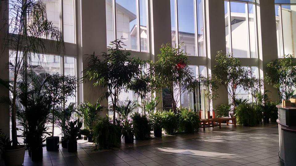 Giant trees at the Exploreum