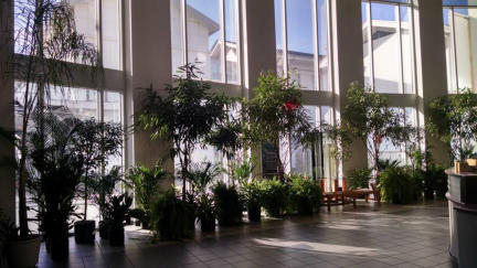 Giant trees at the Exploreum