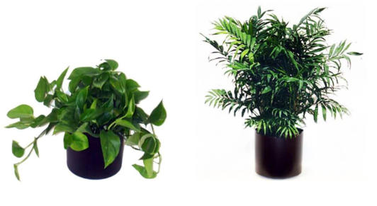 LOW LIGHT OFFICE PLANTS
