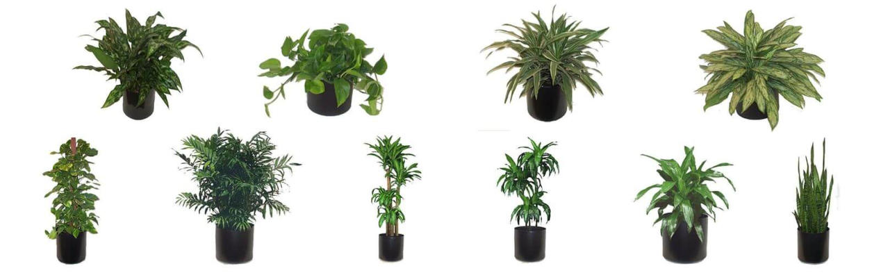 LOW LIGHT OFFICE PLANTS