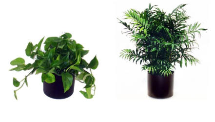 LOW LIGHT OFFICE PLANTS