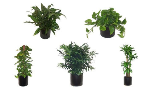 LOW LIGHT OFFICE PLANTS