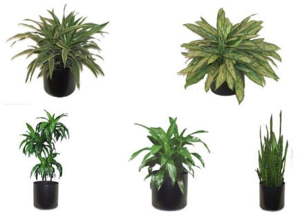LOW LIGHT OFFICE PLANTS
