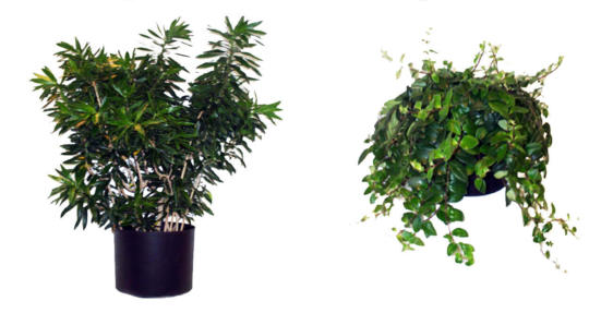 MEDIUM LIGHT OFFICE PLANTS