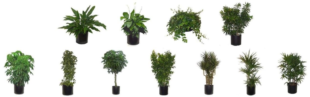 MEDIUM LIGHT OFFICE PLANTS